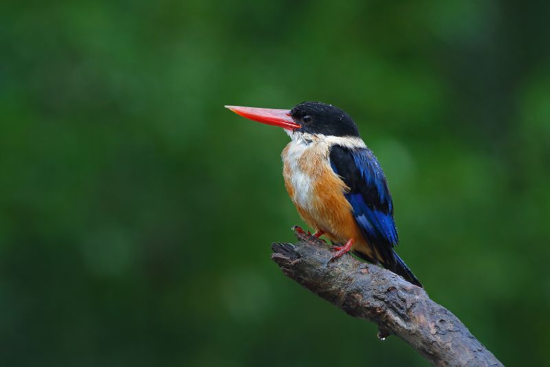 Image showing Black capped Kingfisher Halcyon pileata