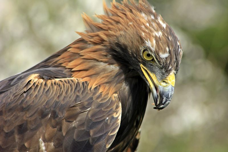 Image showing Golden Eagle, Aquila chrysaetos