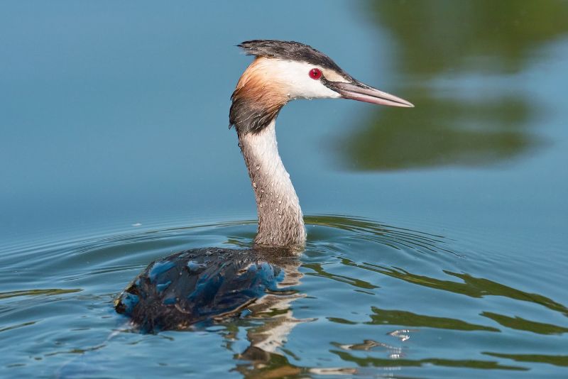 Image showing Great Crested Grebe Podiceps cristatus