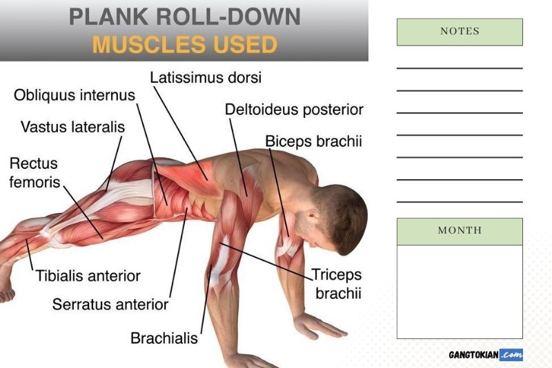 muscle groups worked during plank exercise and tracker 1 minute plank is equivalent to how many push-ups