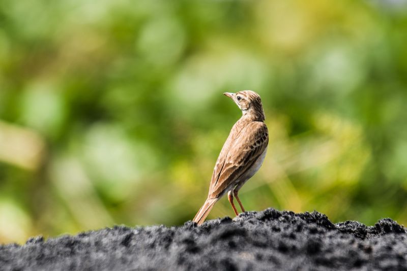 Image showing paddy field pipit, Anthus rufulus