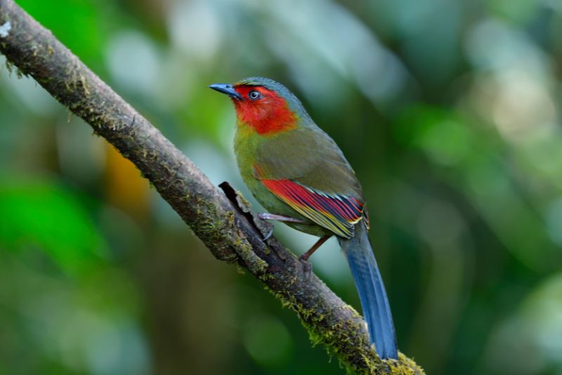 Image showing Red faced Liocichla Liocichla phoenicea