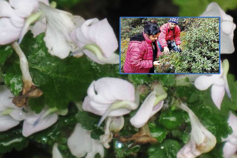 Scientists Discover Pedicularis Revealiana in Sikkim