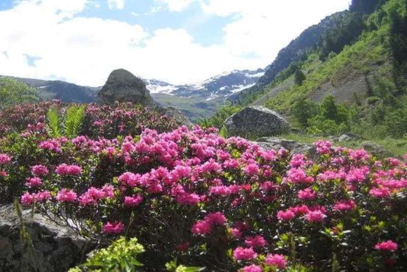 Rhododendron flowers in Yumthang Valley North Sikkim