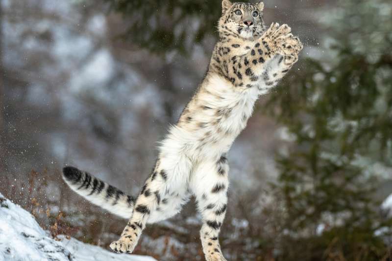 Snow leopard of north sikkim in winter